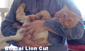 Bonzai Lion Cut