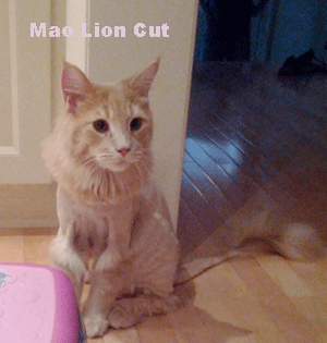 Mao Lion Cut