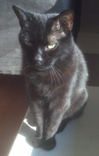 Ester Cat Sitting