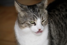 Cat Sitter Toronto