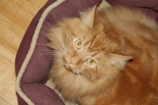 Cat Grooming Toronto