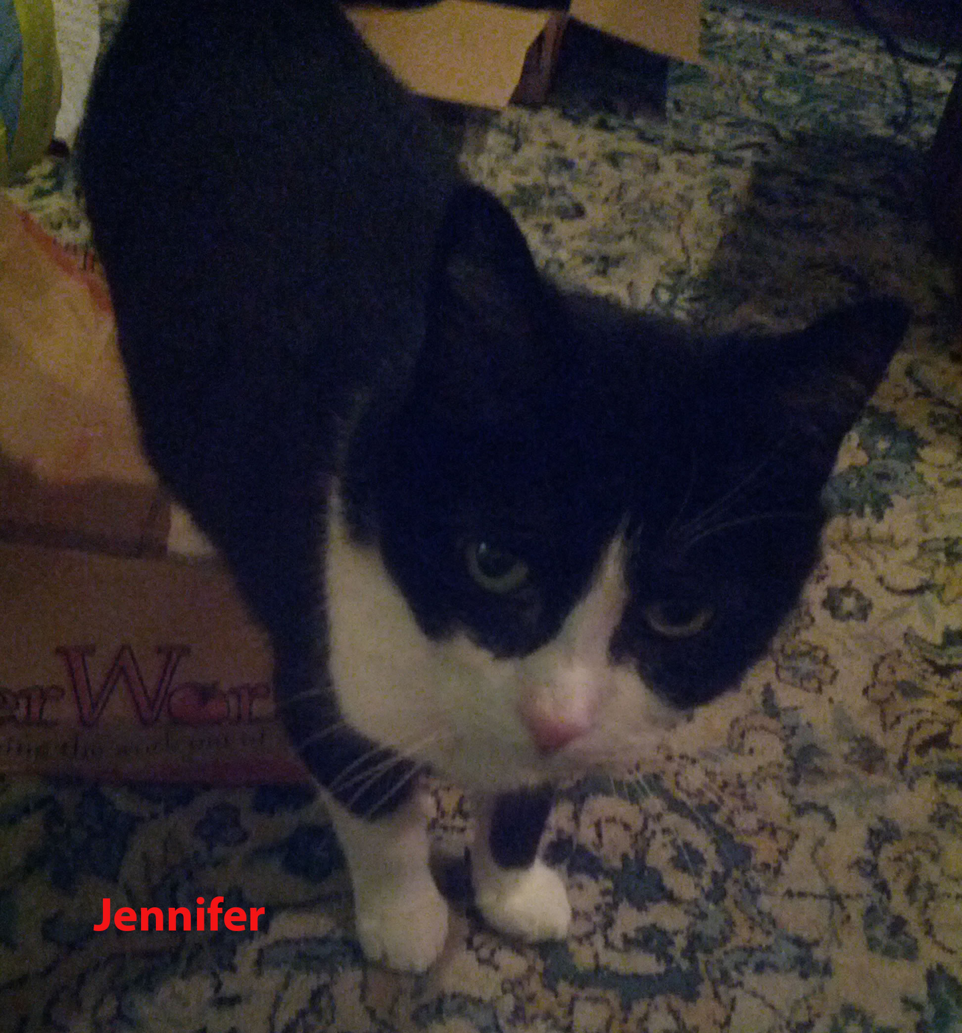 JenniferCatSitting