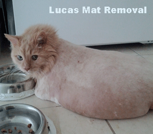 Lucas Mat Removal