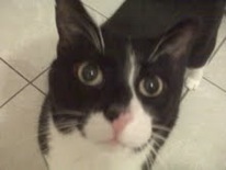 Cat Sitting Luigi