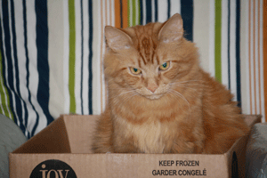 MishmishBox