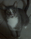 Cat sitting Radley