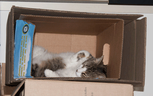 TomBox