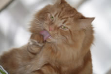 Cat Lion Cut